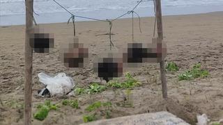 Balinaları izlemek için turist akınına uğruyordu: O plajda korkunç manzara! İpe asılı insan kafası bulundu