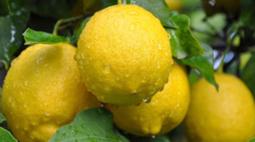 Haziranda en çok limonun fiyatı arttı
