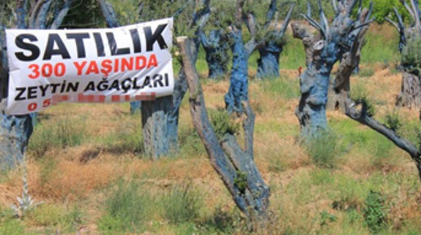 300 yıllık zeytin ağaçları 5 bin liraya alıcı buluyor