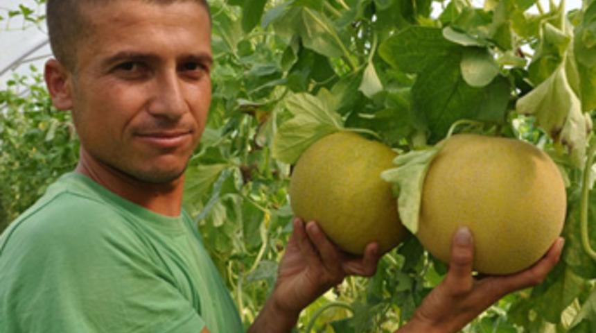 Kavun ve karpuz tarlada çürüyor