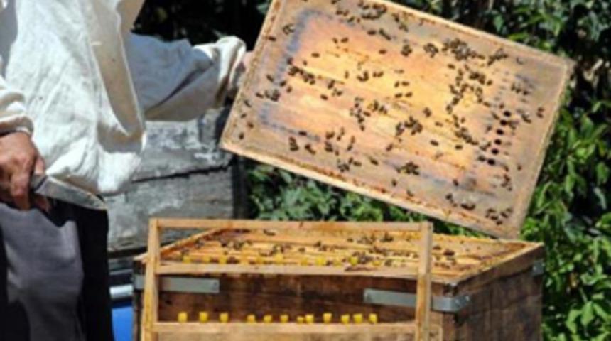 Kilosu 5 bin lira, talep yağıyor!