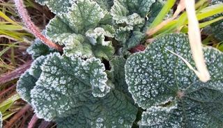 Aydın&rsquo;a zirai don uyarısı