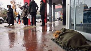 İç ısıtan hareket: Soğuktan titreyen köpeği şalla sardılar