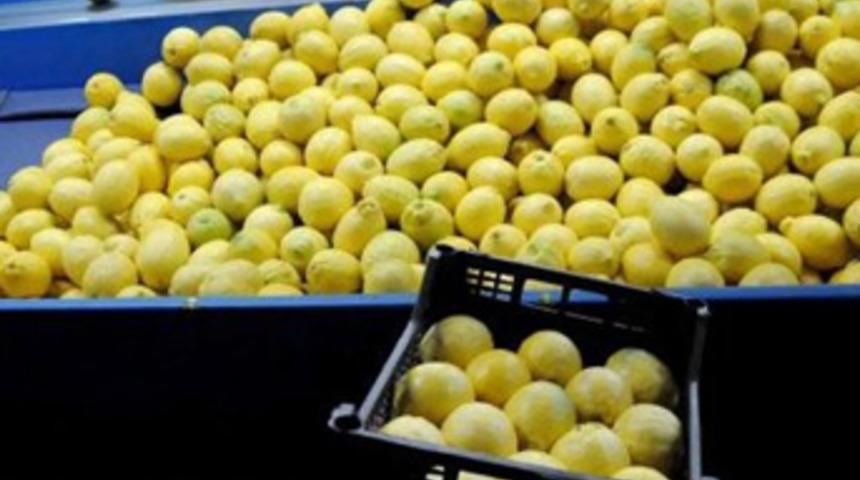 Limon fiyatı el yakıyor