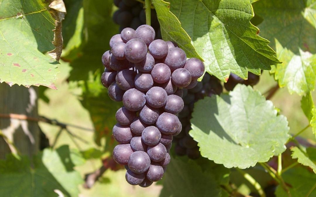 &Uuml;z&uuml;m i&ccedil;in pestisit uyarısı geldi 2