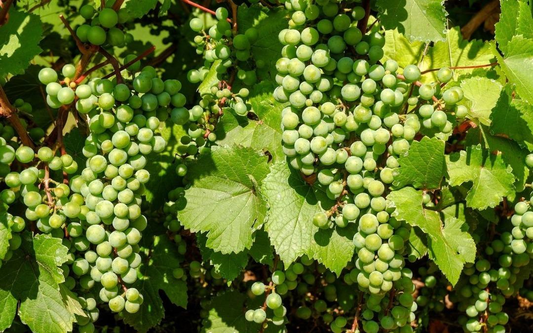 &Uuml;z&uuml;m i&ccedil;in pestisit uyarısı geldi 1