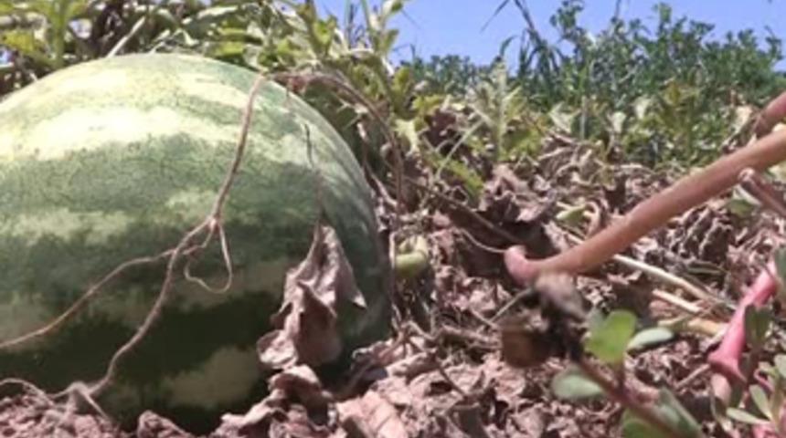 Kabak aşısı 'kabak tadı' verdi