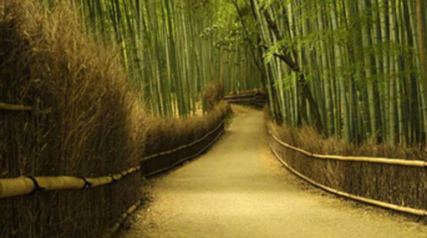 Japonlar bambu ağacından elektrik üretecek