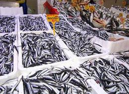 Av yasağı başladı, balık fiyatları uçtu