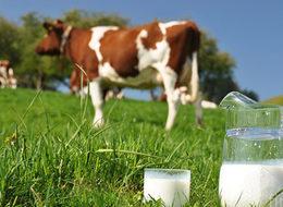 "Yüksek et fiyatlarının nedeni süt"