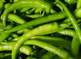 420 biberden tek bir biber üretti