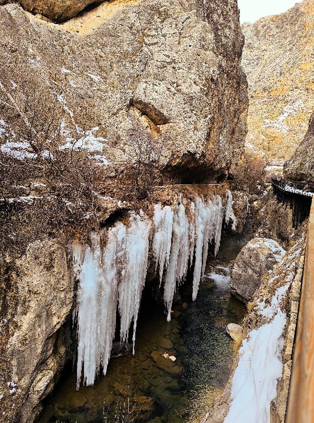 Binlerce yıllık ge&ccedil;mişi var! Boyu 5 metreyi ge&ccedil;ti, g&ouml;renler inanamıyor 1