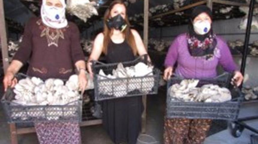 Kadın girişimci istiridye mantar üretim tesisi kurdu
