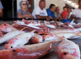 Balık fiyatları, altın fiyatını solluyor