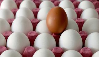 Yumurtacı tavuklar i&ccedil;in kafes standardı değişti