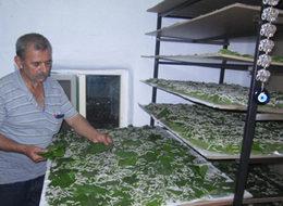 Evlerinde böcek yetiştirerek 5 bin lira kazandılar