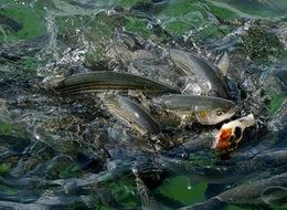 30 yıldır böylesi görülmedi