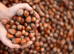 Fındık fiyatı 15 liraya yükseldi