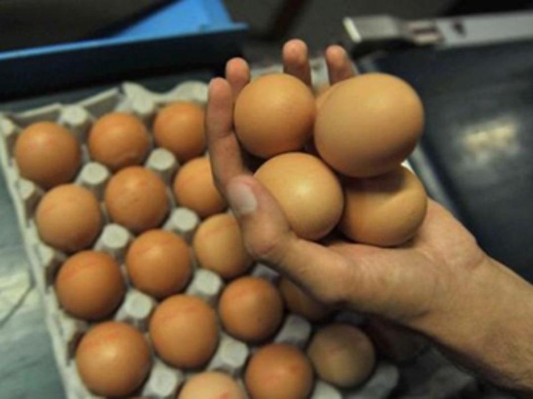 Kahverengi yumurtanın fiyatı beyazı solladı