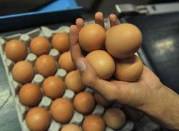 Yumurta ihracatı yüzde 59 arttı