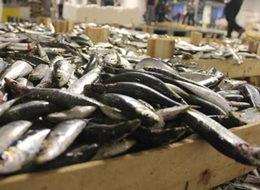 Balıktaki artış fiyatlara yansıdı