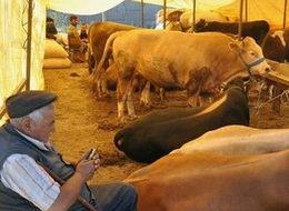 İkinci el otomobil fiyatına kurbanlık