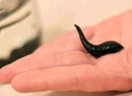 Türkiye, sülükten de para kazanacak