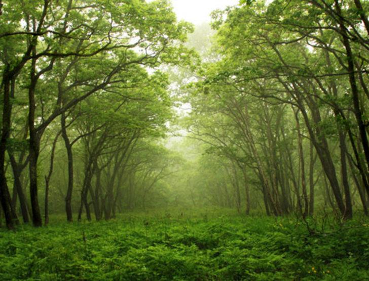 Yeryüzünde kaç tane ağaç olduğu açıklandı G1
