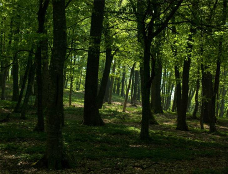 Yeryüzünde kaç tane ağaç olduğu açıklandı G2