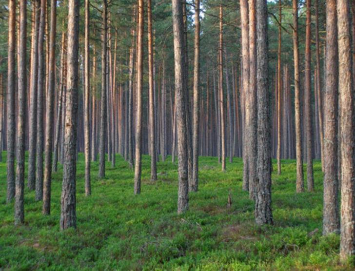 Yeryüzünde kaç tane ağaç olduğu açıklandı G3