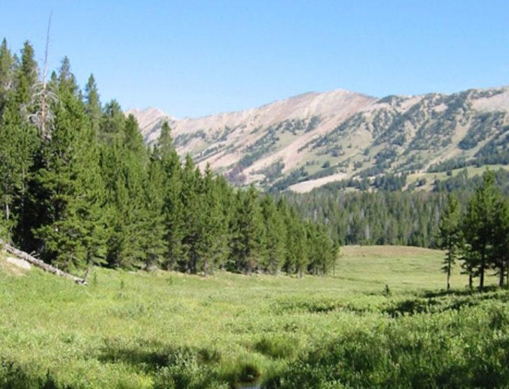 Yeryüzünde kaç tane ağaç olduğu açıklandı G4