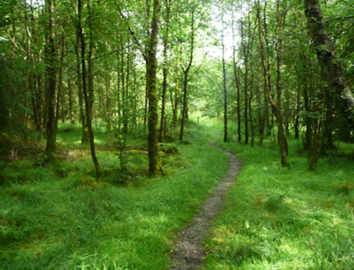 Yeryüzünde kaç tane ağaç olduğu açıklandı G5