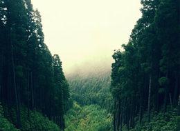 Yeryüzünde kaç tane ağaç olduğu açıklandı