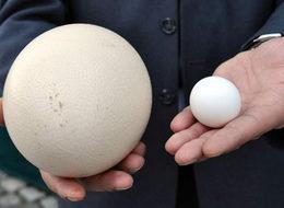 Deve kuşu yumurtasına büyük ilgi