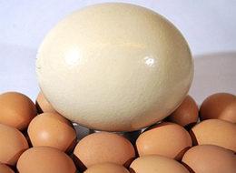 Deve kuşu yumurtası yok satıyor! İşte nedeni