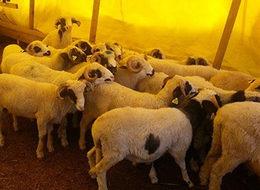 Suriye'den gelen 250 liralık kurbanlıklar kanserli çıktı