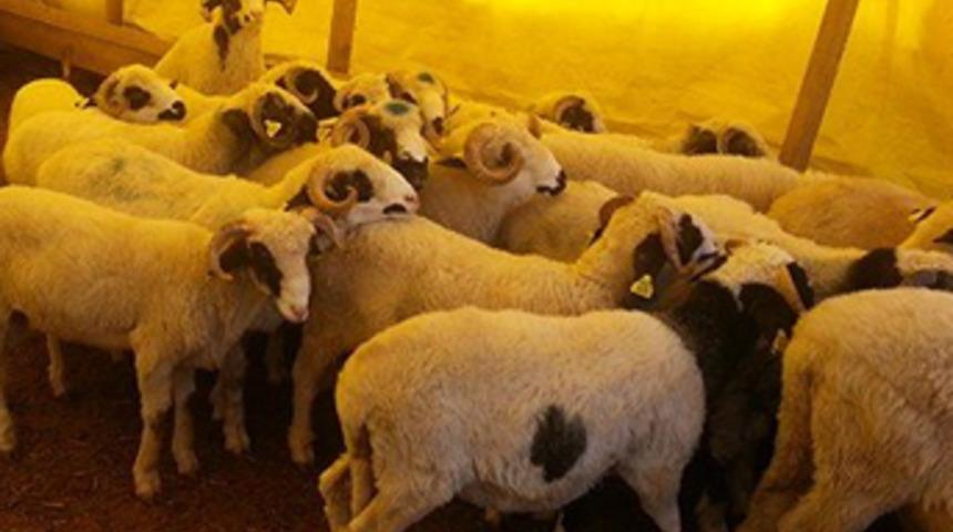 Suriye'den gelen 250 liralık kurbanlıklar kanserli çıktı