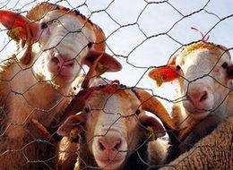 Hayvana küfür etmenin, şiddet uygulamanın cezası 499 TL