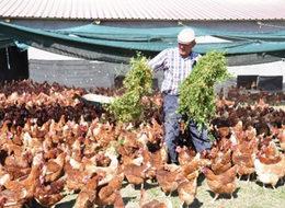 Haberde izleyip yaptı, şimdi para basıyor