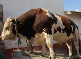 Dev boğa otomobil fiyatına satıldı