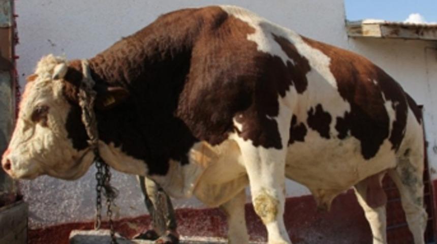 Dev boğa otomobil fiyatına satıldı