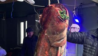 Nadir rastlanıyordu, o buldu: Boyunu bile aştı! Dev gibi, fiyatı belli oldu