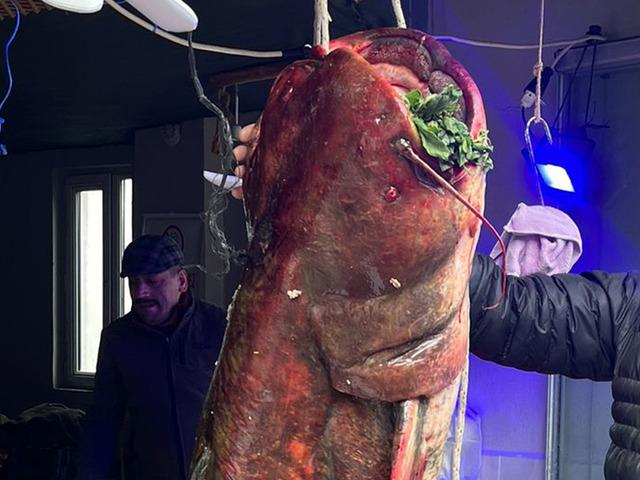 Nadir rastlanıyordu, o buldu! Dev gibi: Boyunu bile aştı