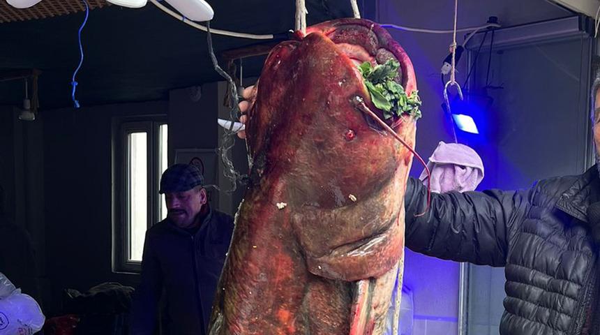 Nadir rastlanıyordu, o buldu! Dev gibi: Boyunu bile aştı