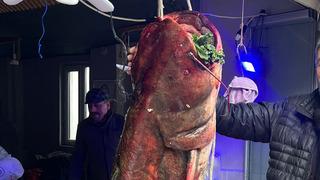 Nadir rastlanıyordu, o buldu! Dev gibi: Boyunu bile aştı