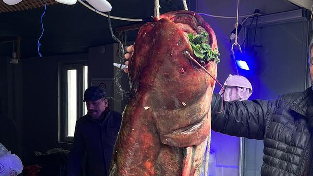 Nadir rastlanıyordu, o buldu! Dev gibi: Boyunu bile aştı