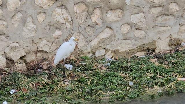 Tohma Çayı’nı mesken tutan balıkçıl kuşu ilgi görüyor 1