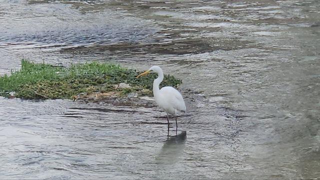 Tohma Çayı’nı mesken tutan balıkçıl kuşu ilgi görüyor 2