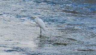 Tohma &Ccedil;ayı&rsquo;nı mesken tutan balık&ccedil;ıl kuşu ilgi g&ouml;r&uuml;yor