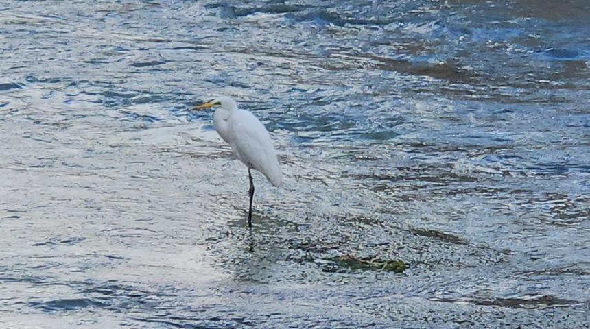 Tohma &Ccedil;ayı&rsquo;nı mesken tutan balık&ccedil;ıl kuşu ilgi g&ouml;r&uuml;yor